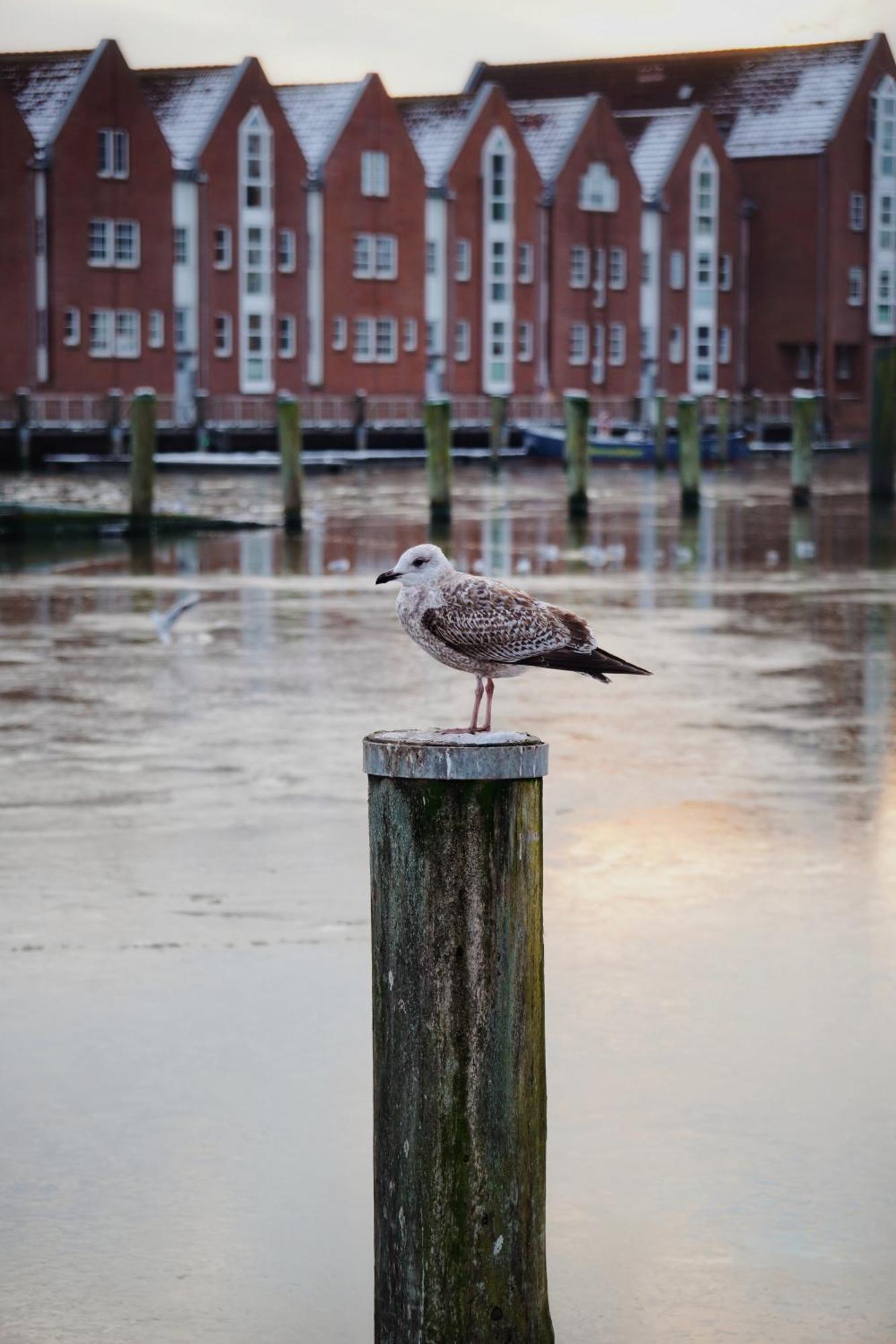 Ferienhus #2 Nordfriesland Apartment Mildstedt ภายนอก รูปภาพ